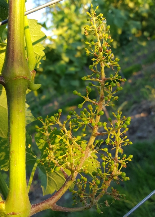 Calardis blanc